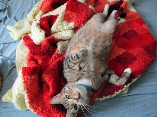 Monty all stretched out on the bed